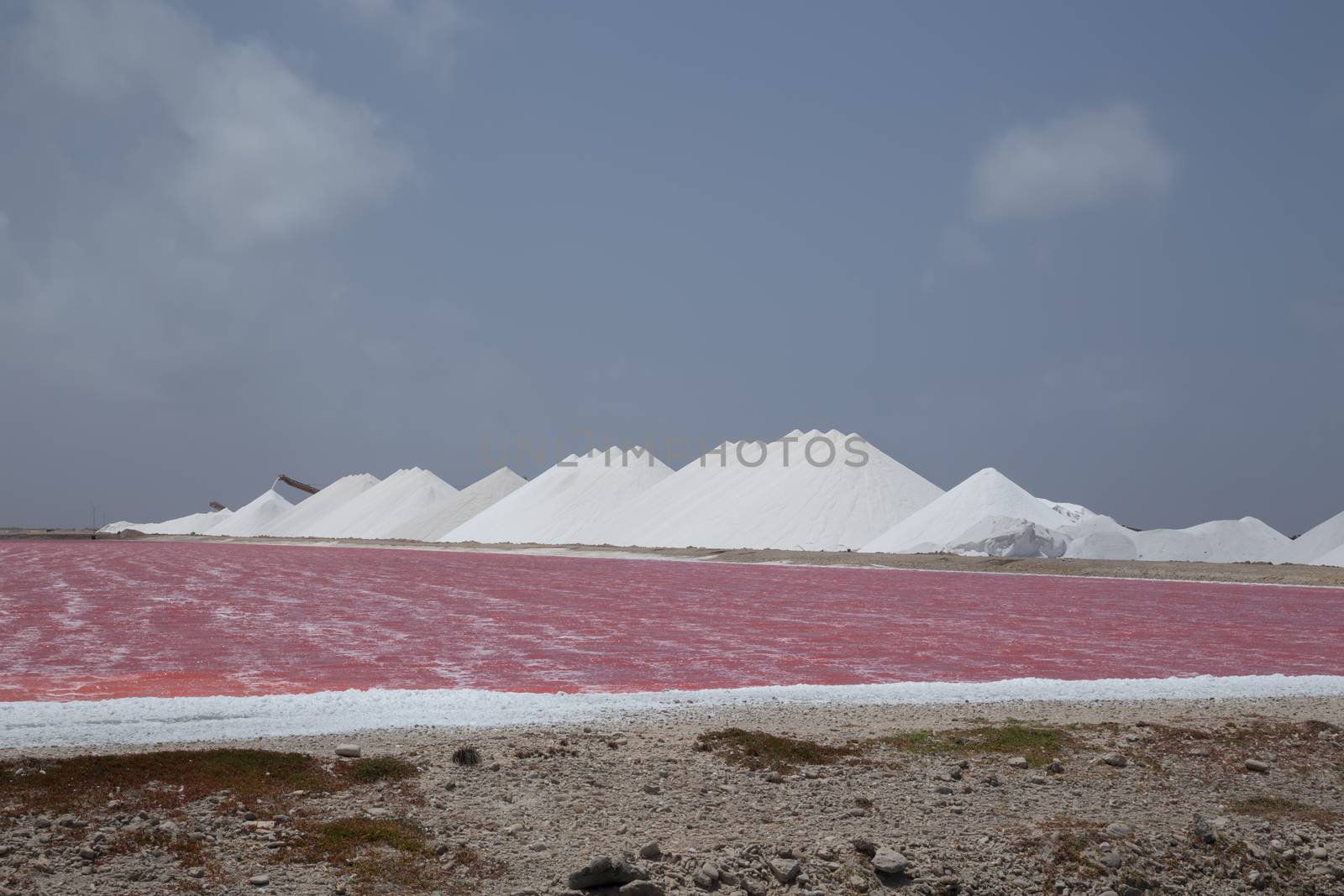 rose caribbean salt lake Bonaire island Caribbean Netherland Antilles