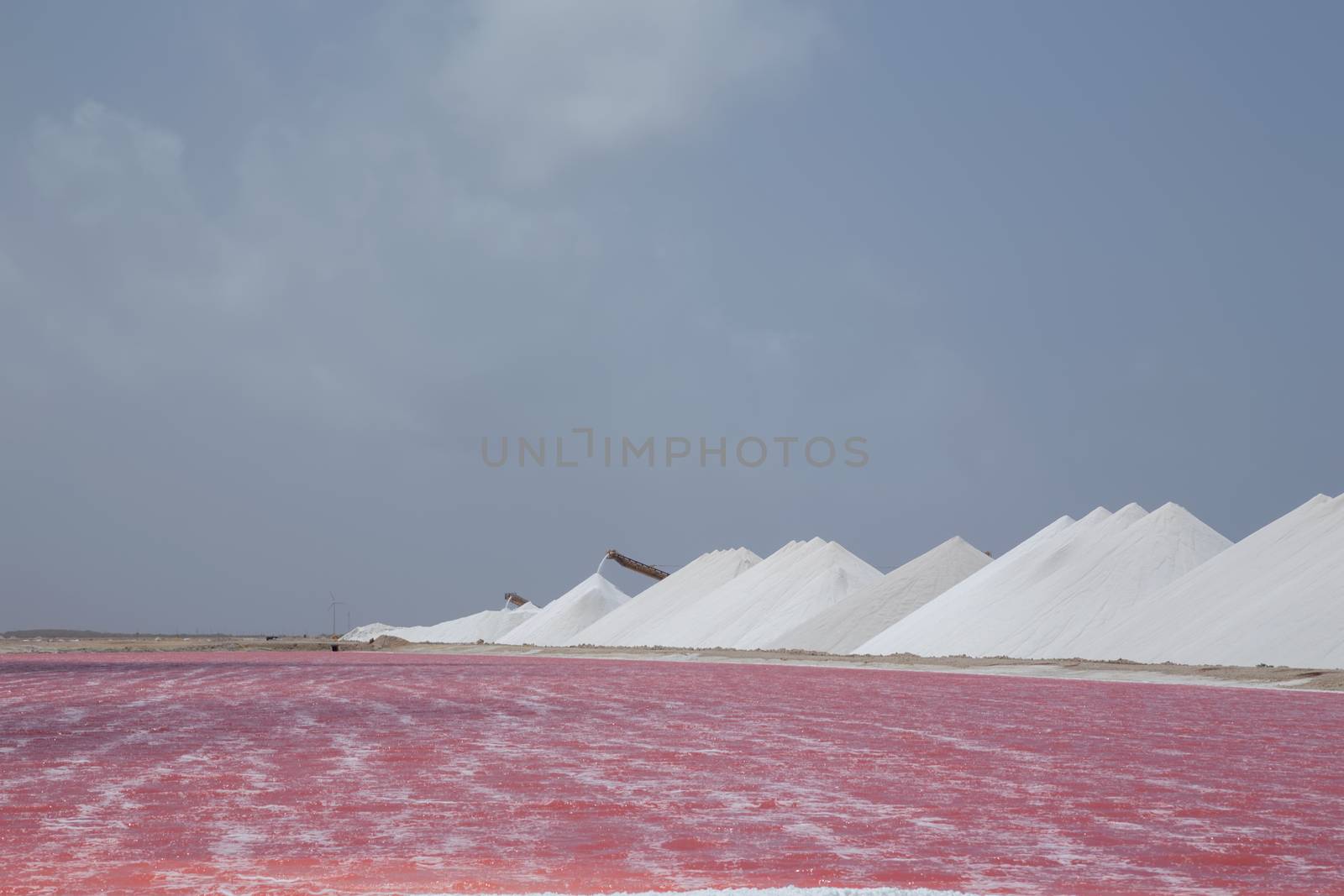 rose caribbean salt lake Bonaire island Caribbean Netherland Antilles