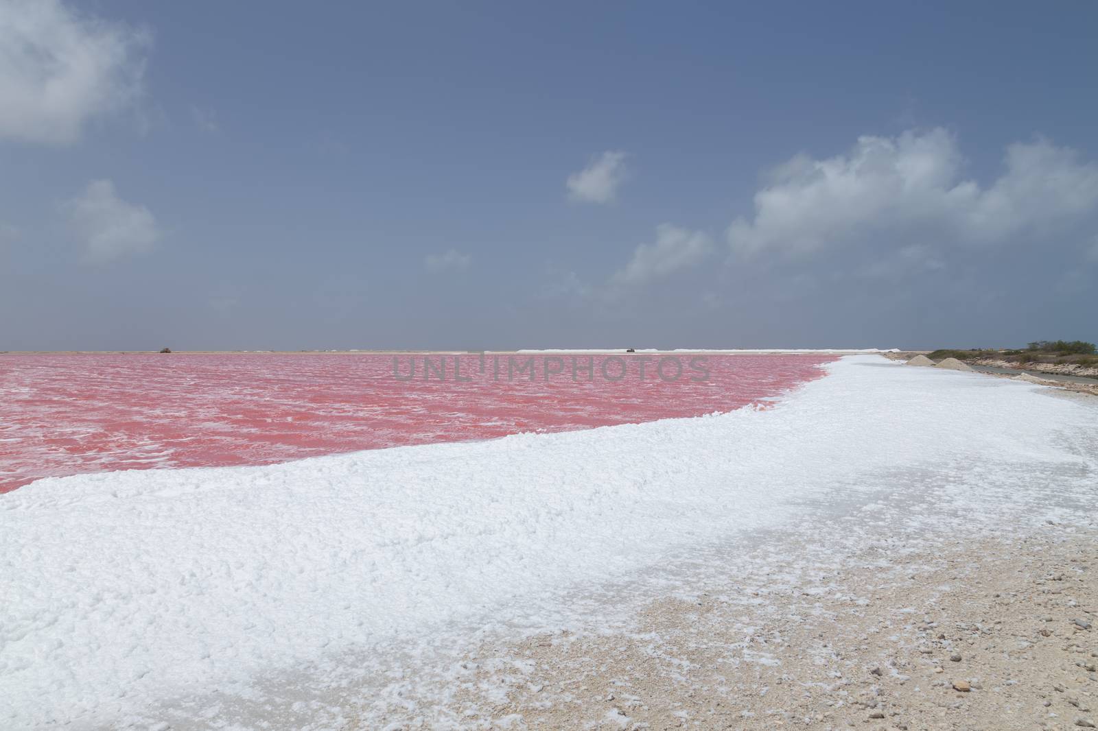 rose caribbean salt lake Bonaire island Caribbean Netherland Antilles