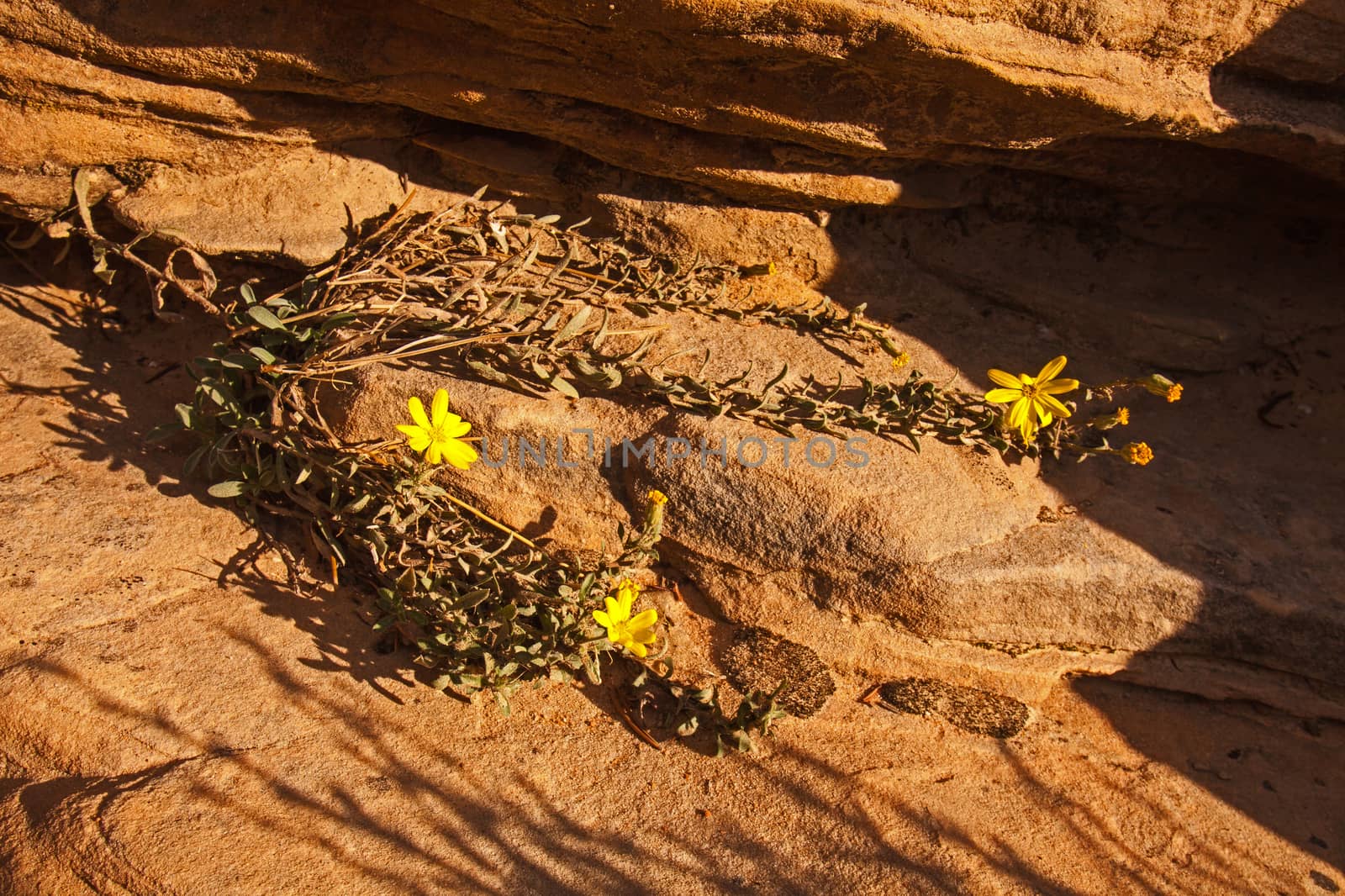 Golden Aster  heterotheca villosa in Zion National Park by kobus_peche