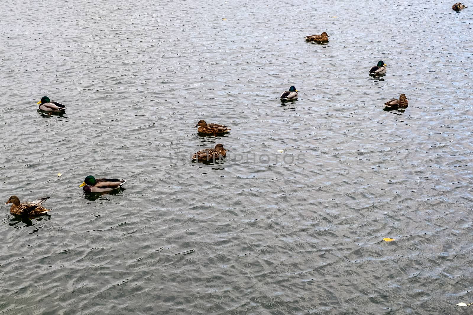 ducks-females and drakes - on the water of the lake in the autumn Park by alexandr_sorokin