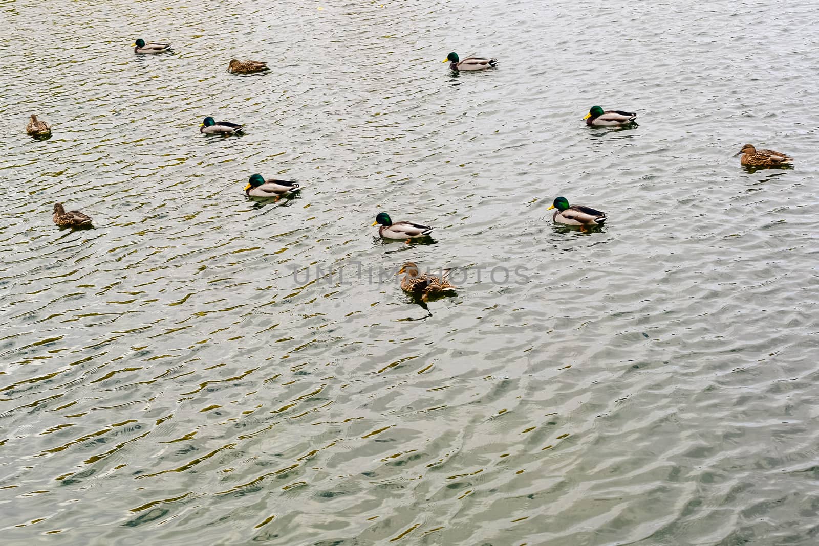 ducks-females and drakes - on the water of the lake in the autumn Park
