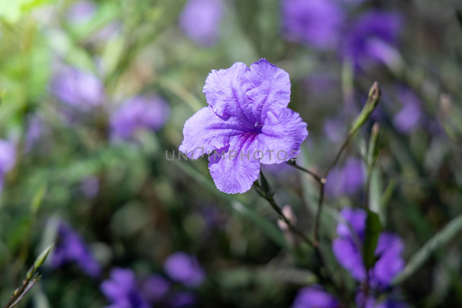 The background image of the colorful flowers by teerawit