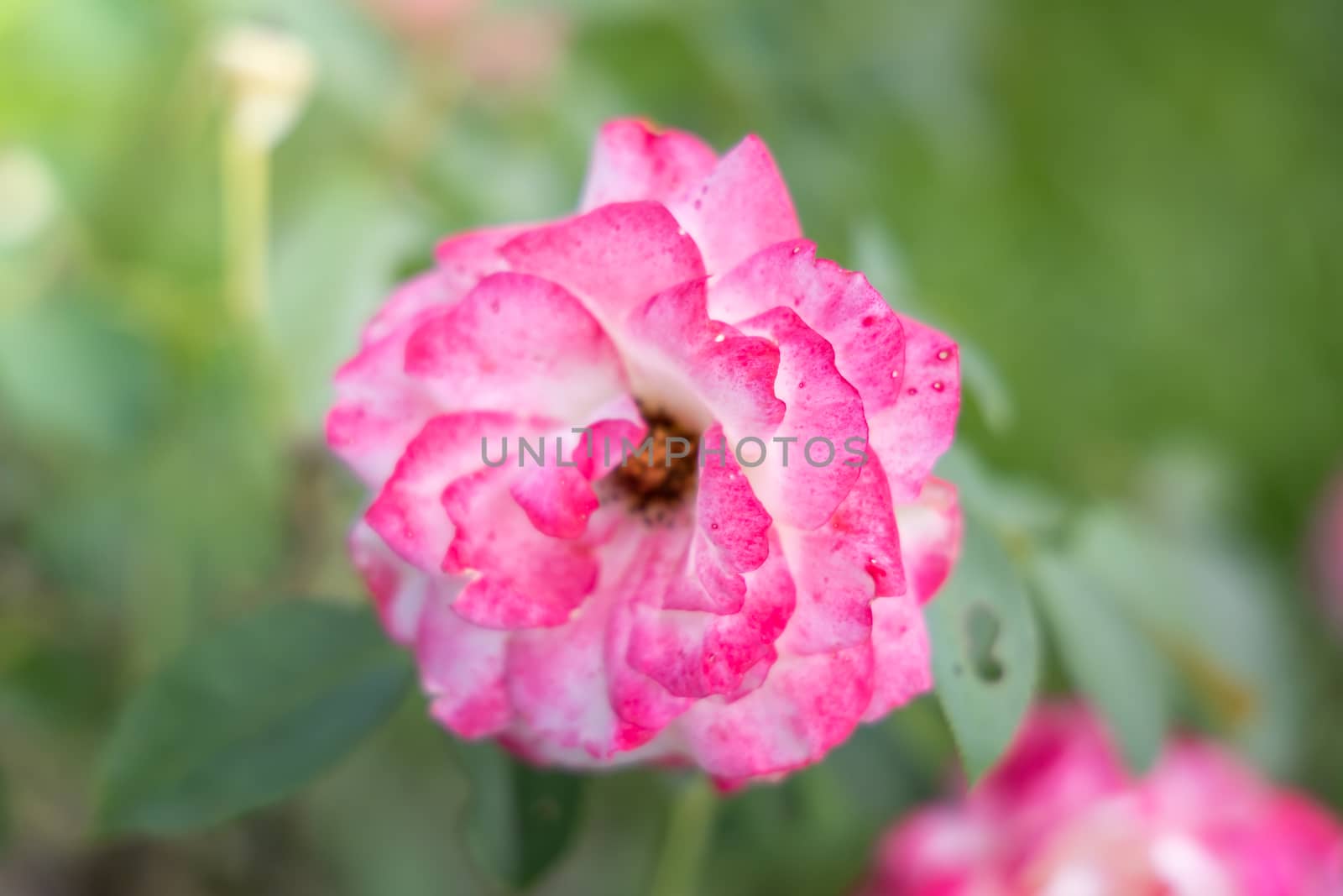 The background image of the colorful flowers by teerawit