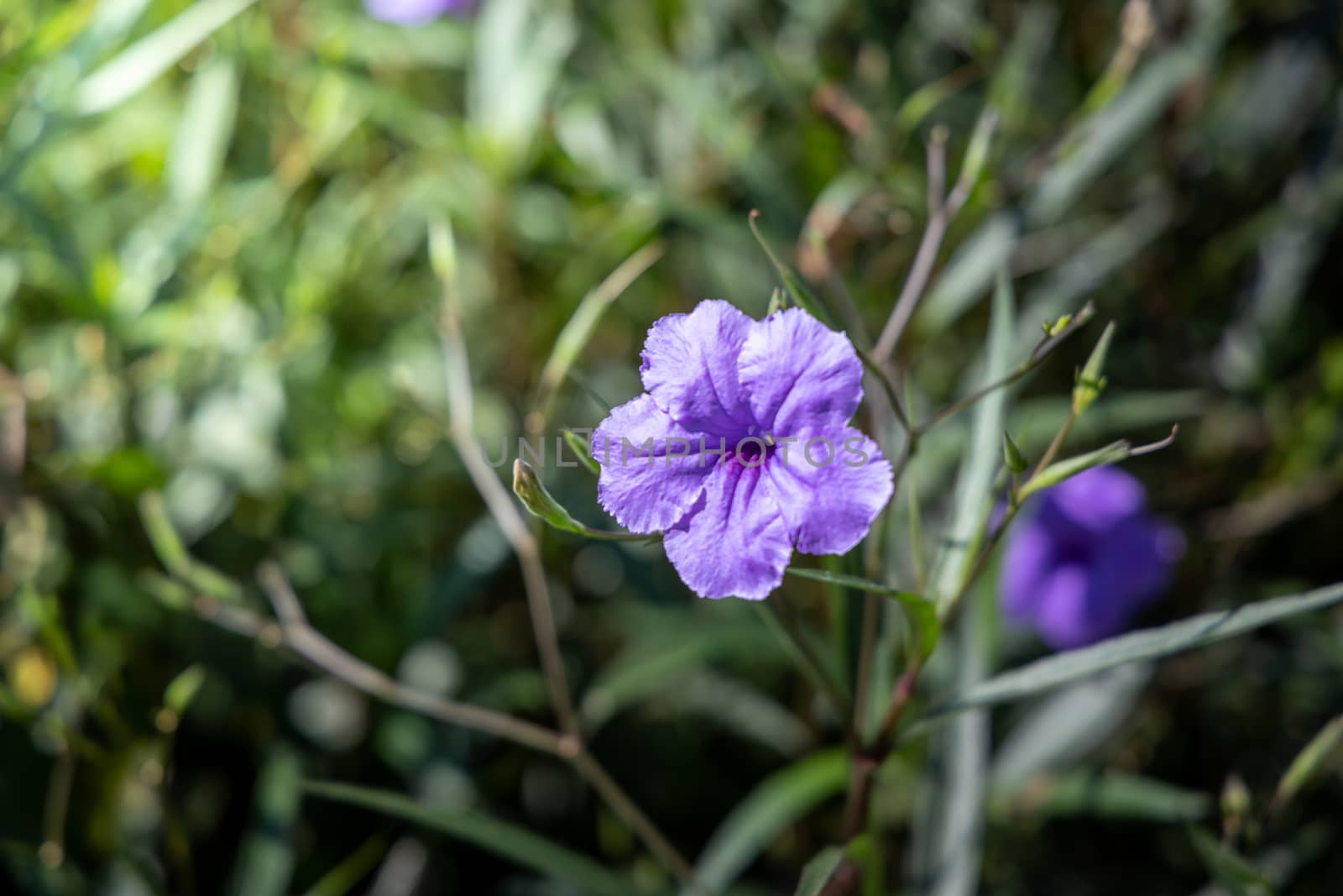 The background image of the colorful flowers by teerawit