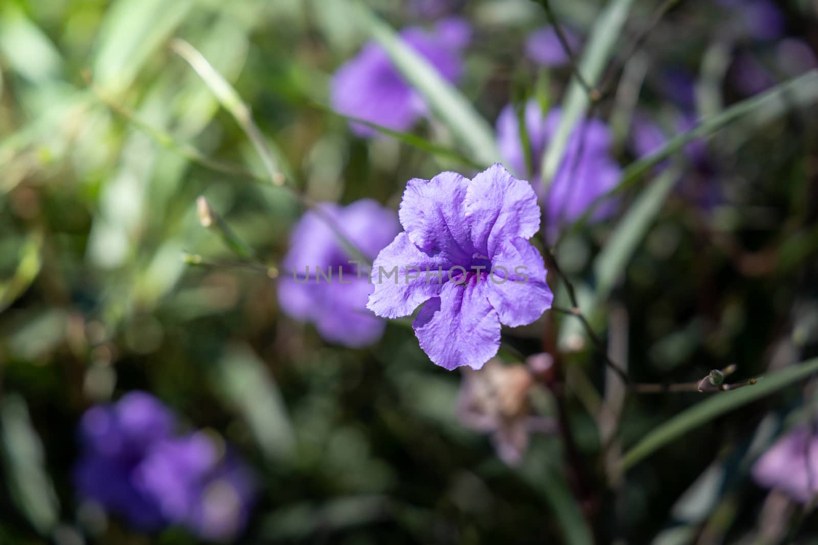 The background image of the colorful flowers by teerawit