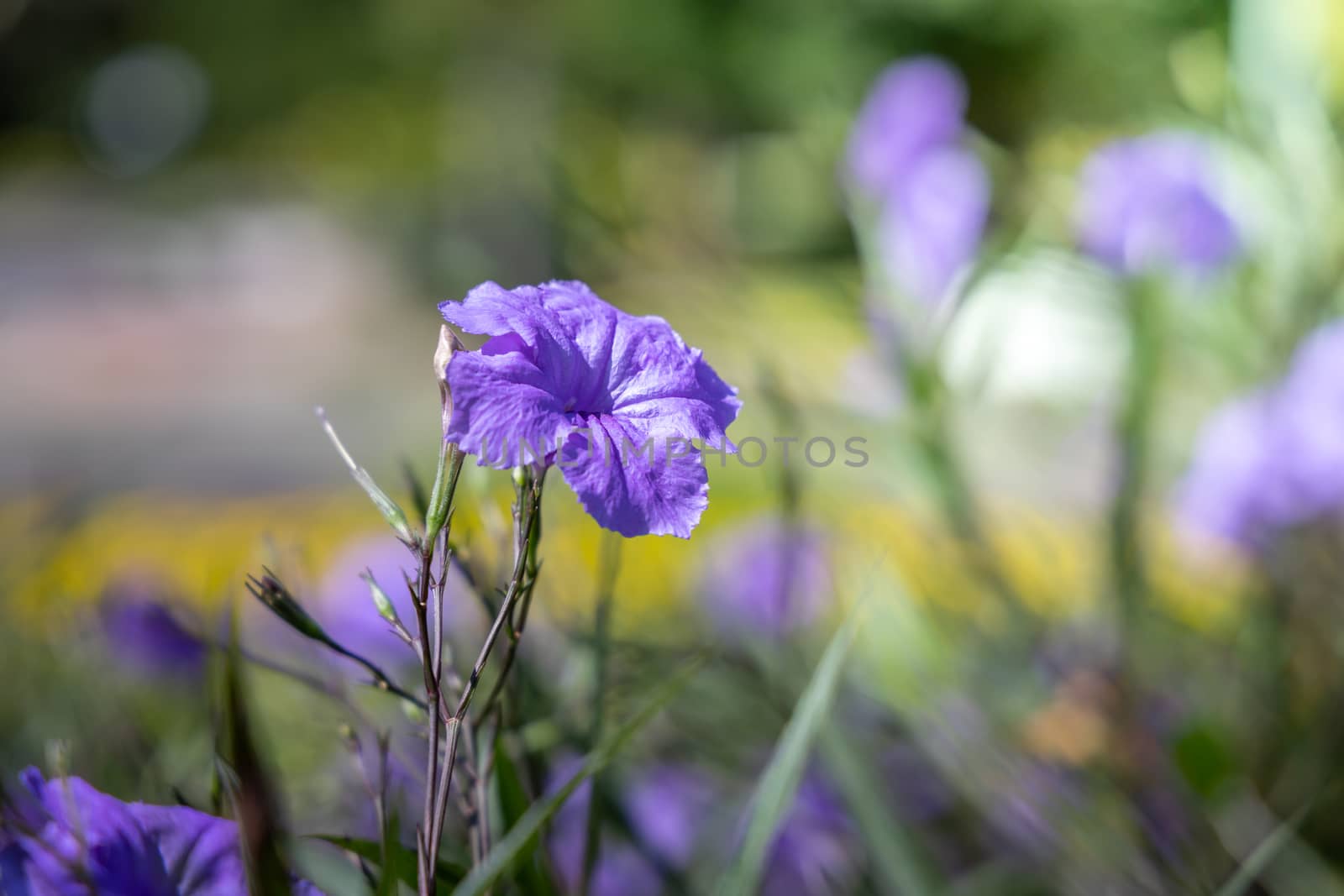 The background image of the colorful flowers by teerawit