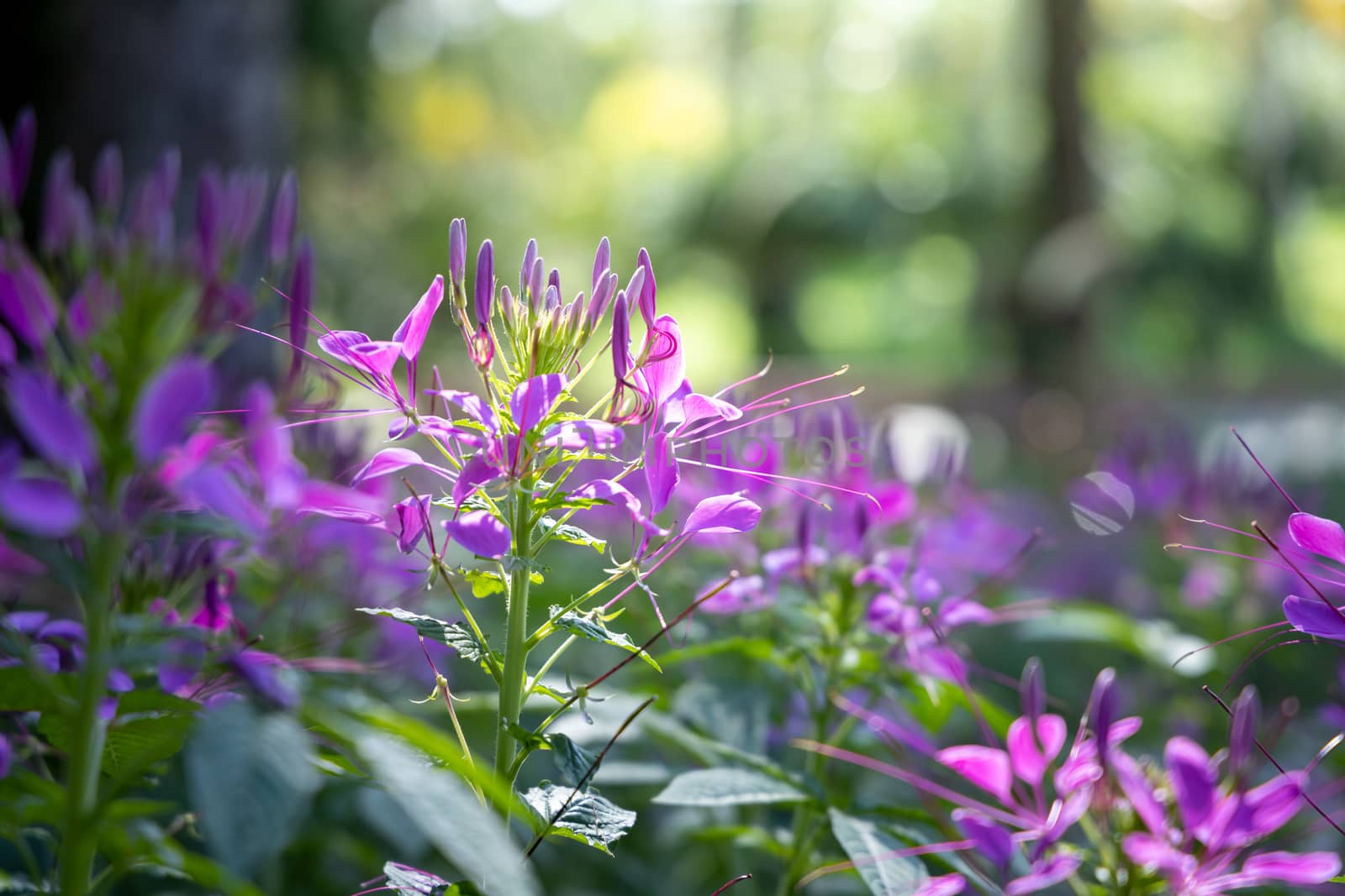 The background image of the colorful flowers by teerawit