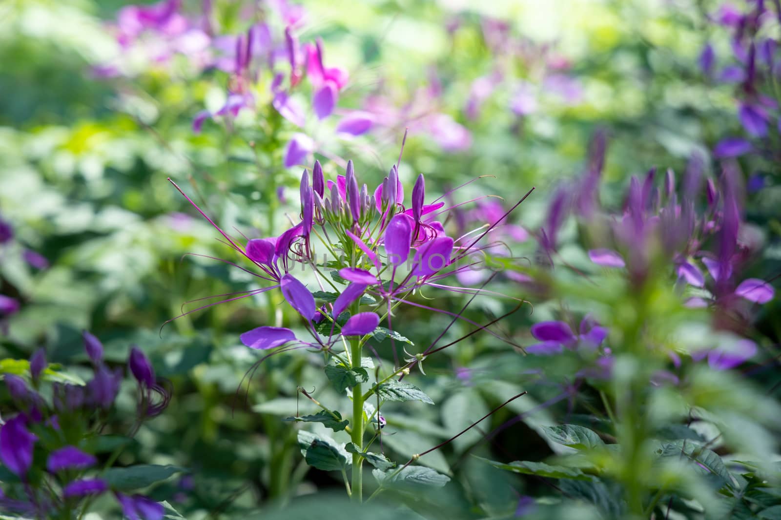 The background image of the colorful flowers, background nature