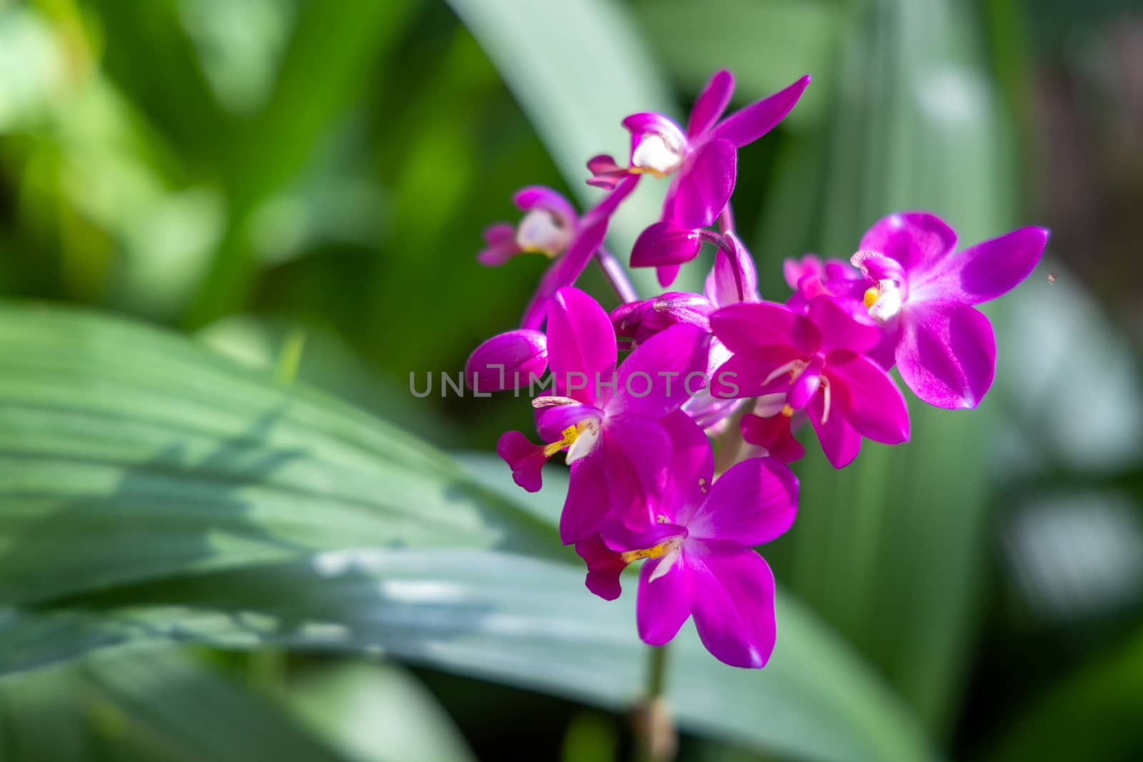 The background image of the colorful flowers by teerawit