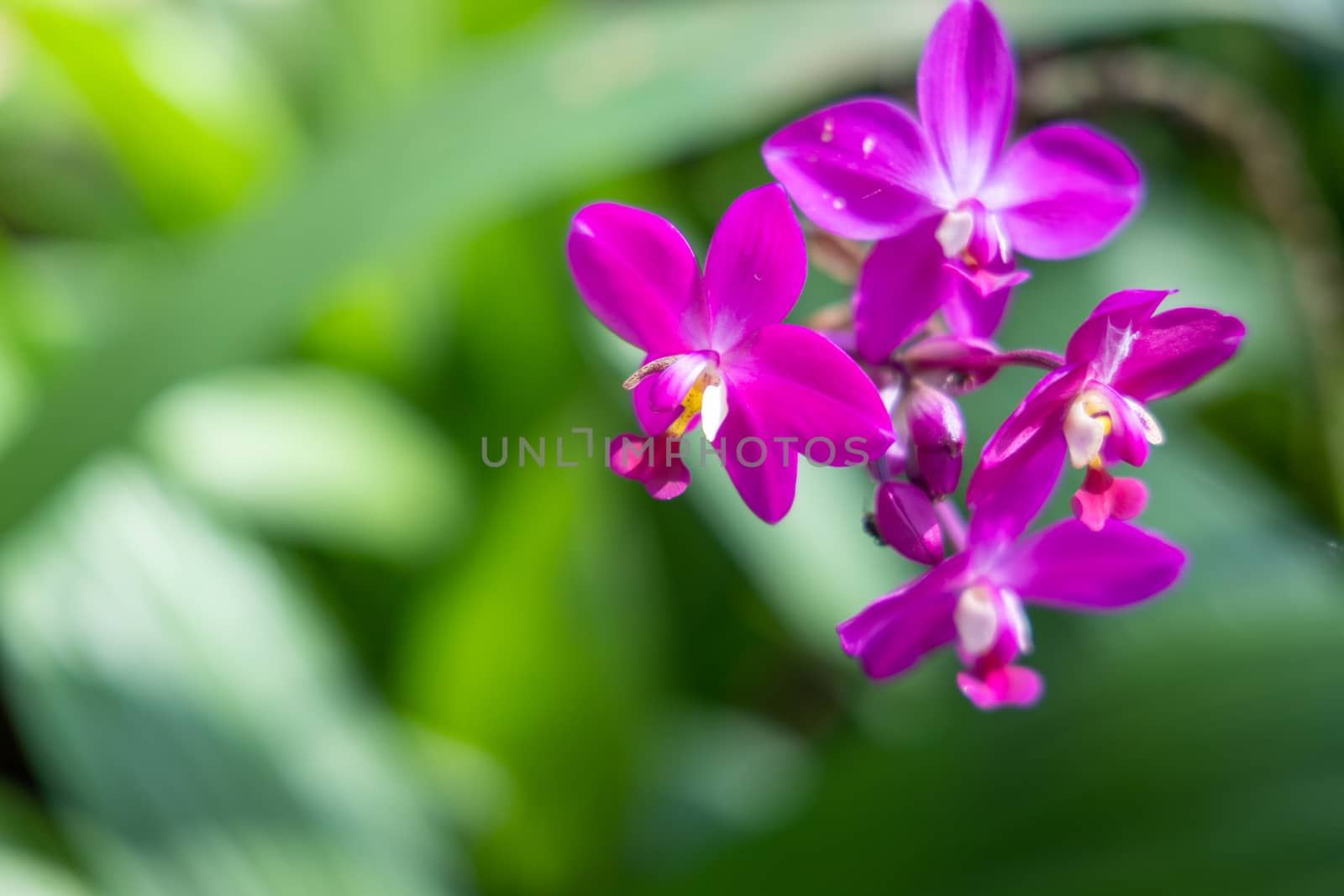 The background image of the colorful flowers, background nature