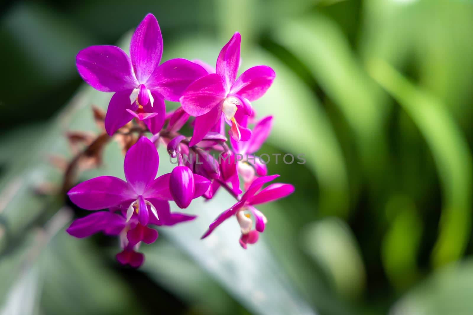 The background image of the colorful flowers by teerawit