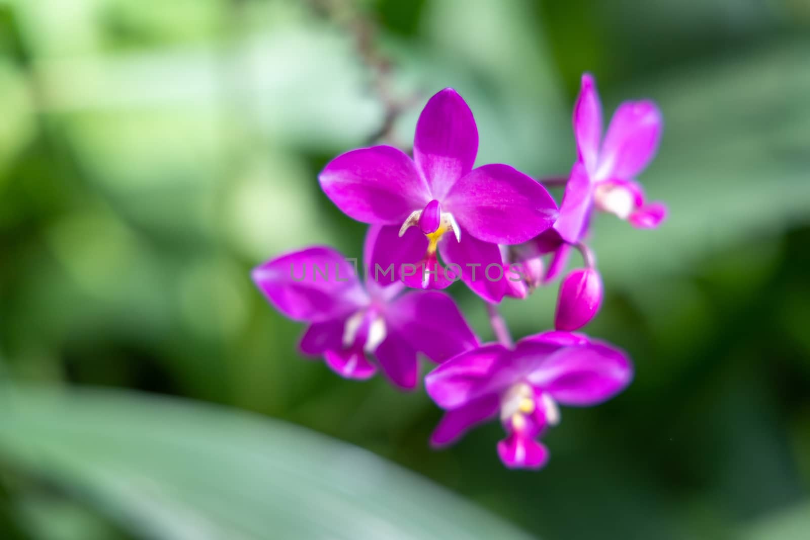 The background image of the colorful flowers by teerawit