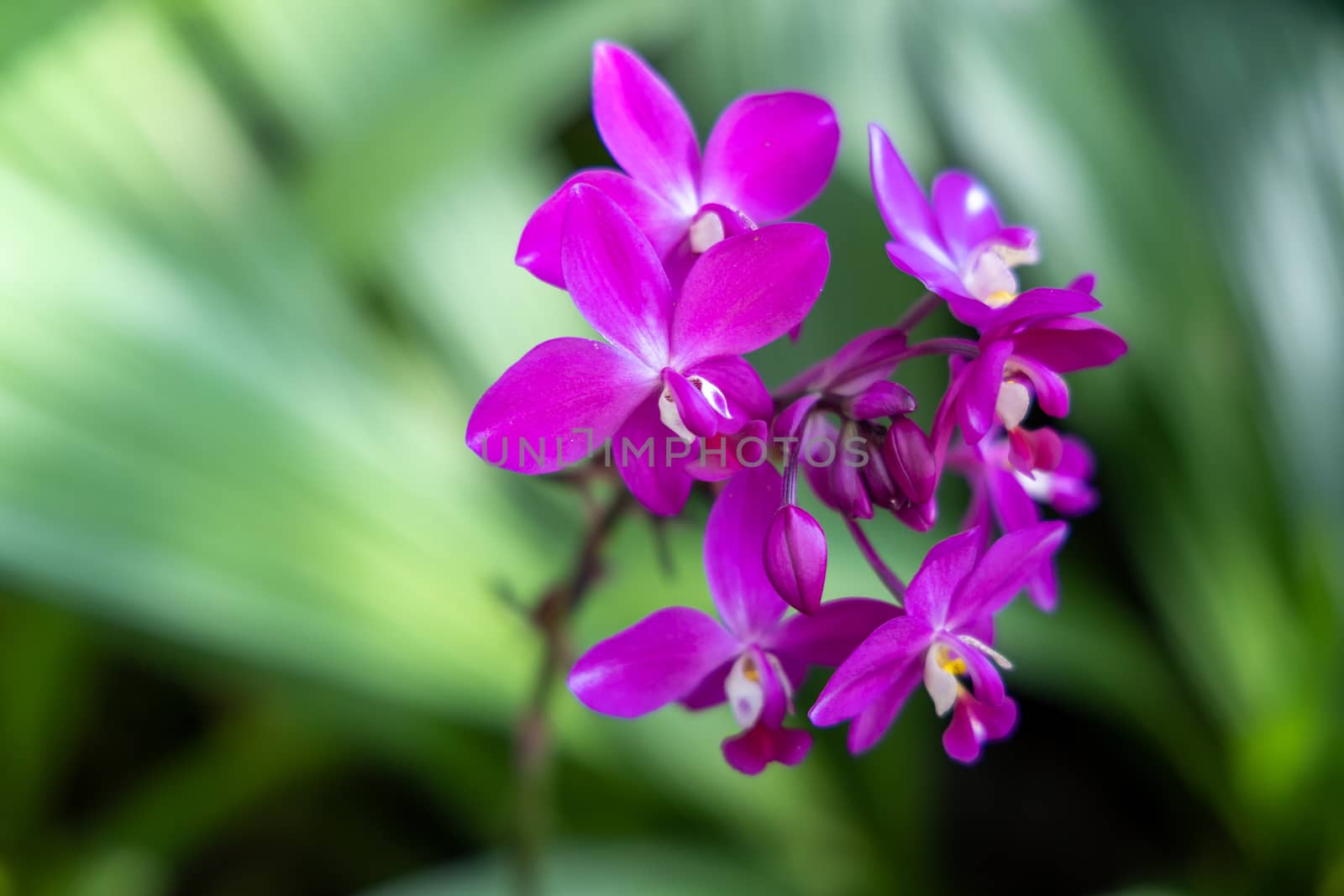 The background image of the colorful flowers by teerawit