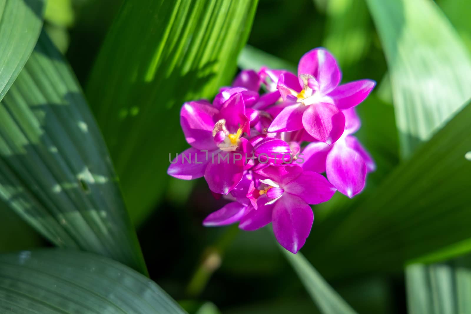 The background image of the colorful flowers by teerawit