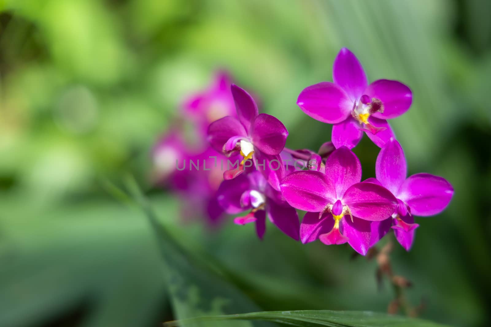 The background image of the colorful flowers by teerawit