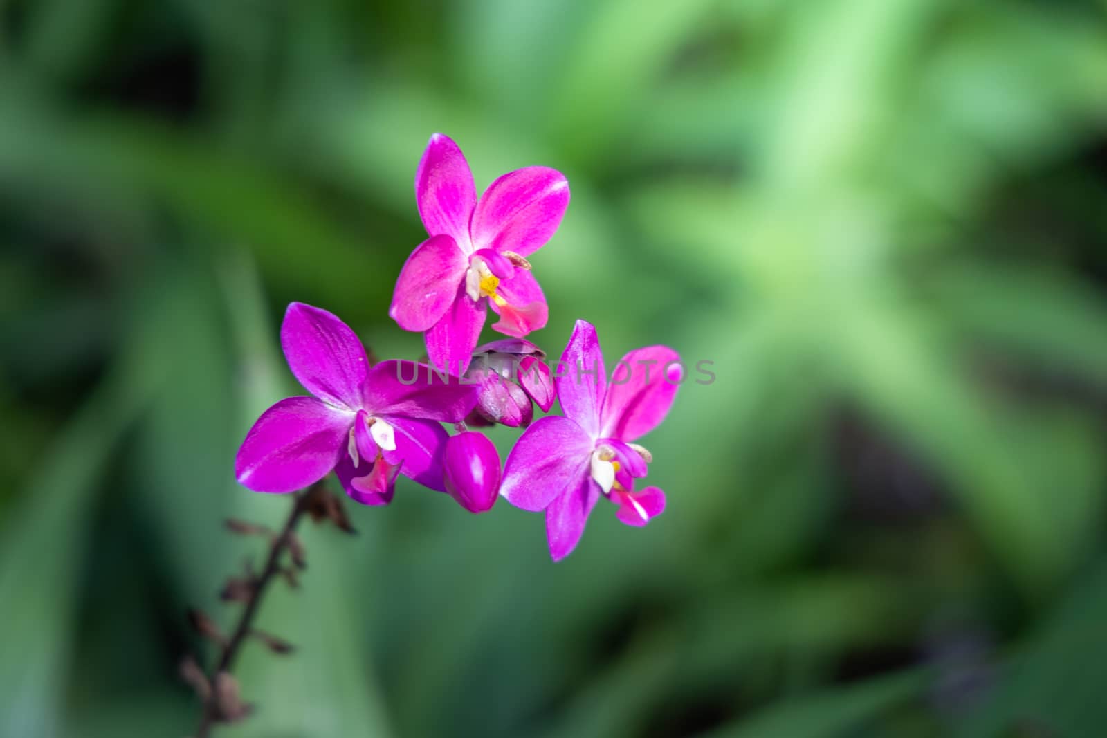 The background image of the colorful flowers by teerawit