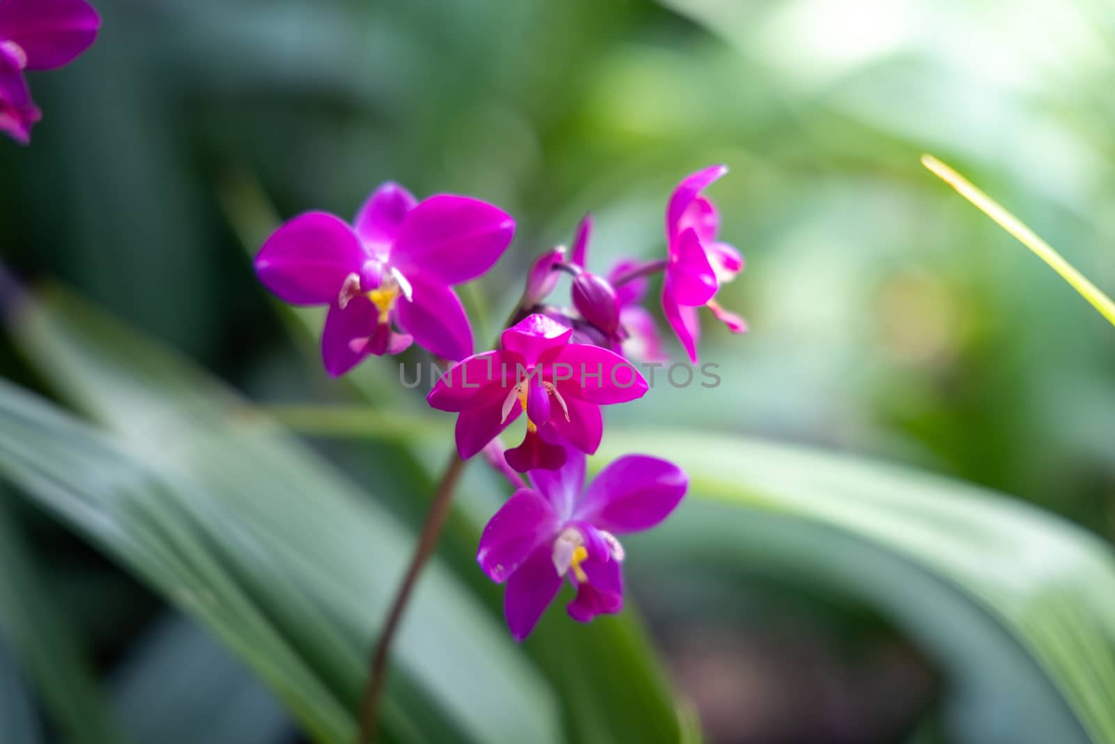 The background image of the colorful flowers by teerawit