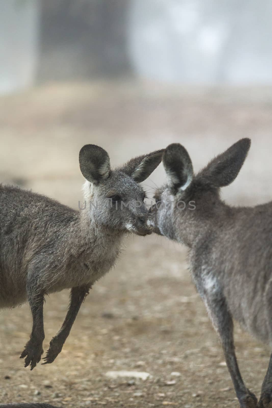 Kissing kangaroos by lovleah