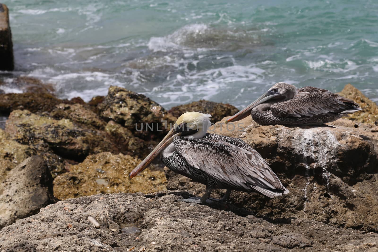 Pelican Caribbean Bird nature Bonaire island Caribbean Sea by desant7474