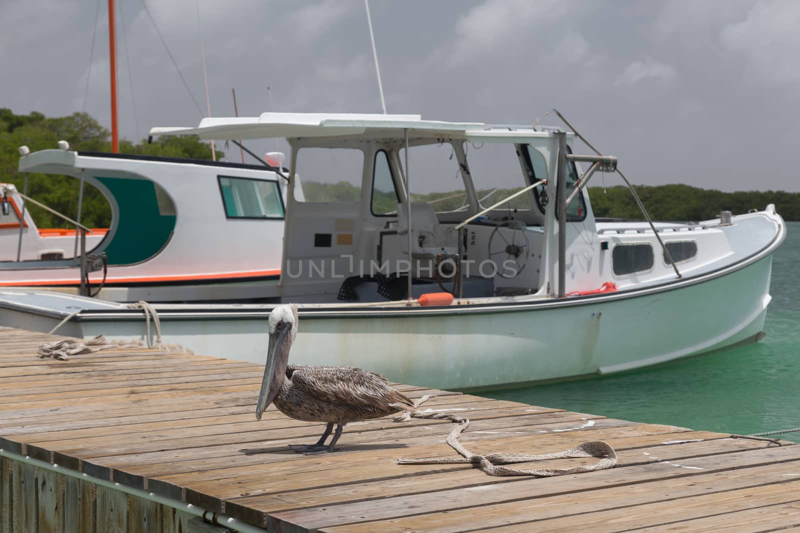 Pelican Caribbean Bird nature Bonaire island Caribbean Sea by desant7474