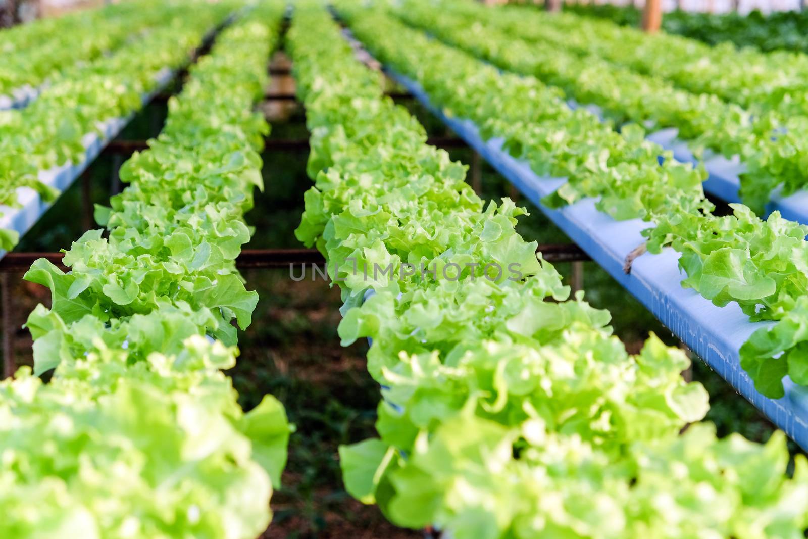 image of Hydroponics vegetable farm