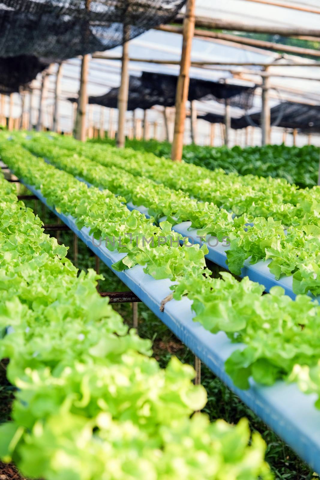 Hydroponics vegetable farm by ponsulak