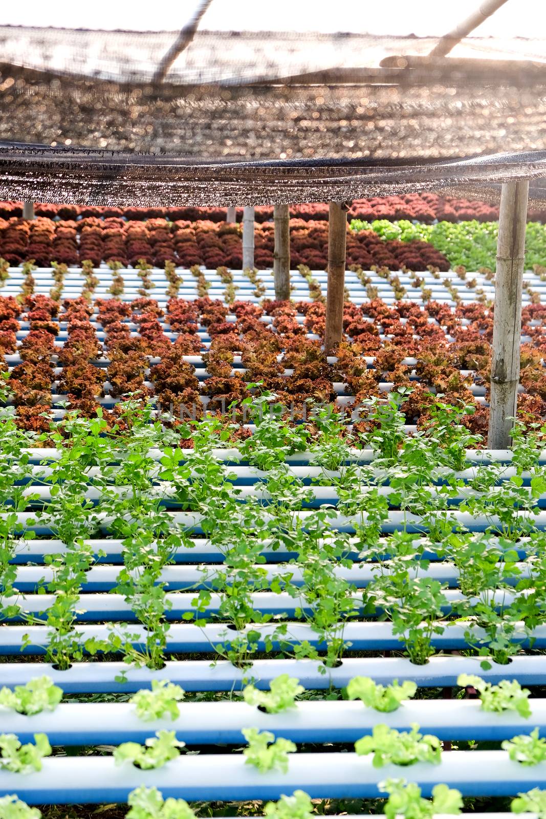 Hydroponics vegetable farm by ponsulak