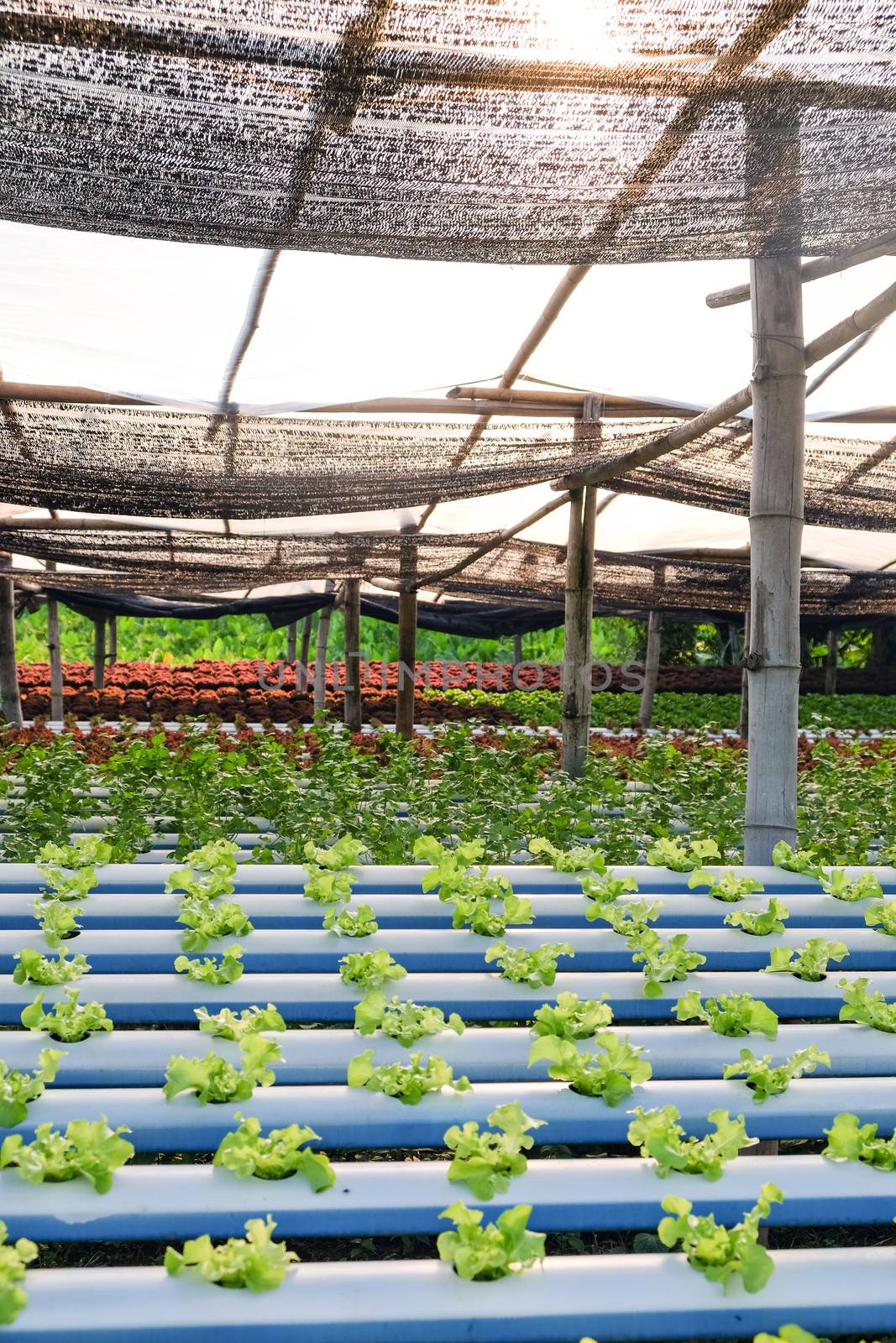 Hydroponics vegetable farm by ponsulak