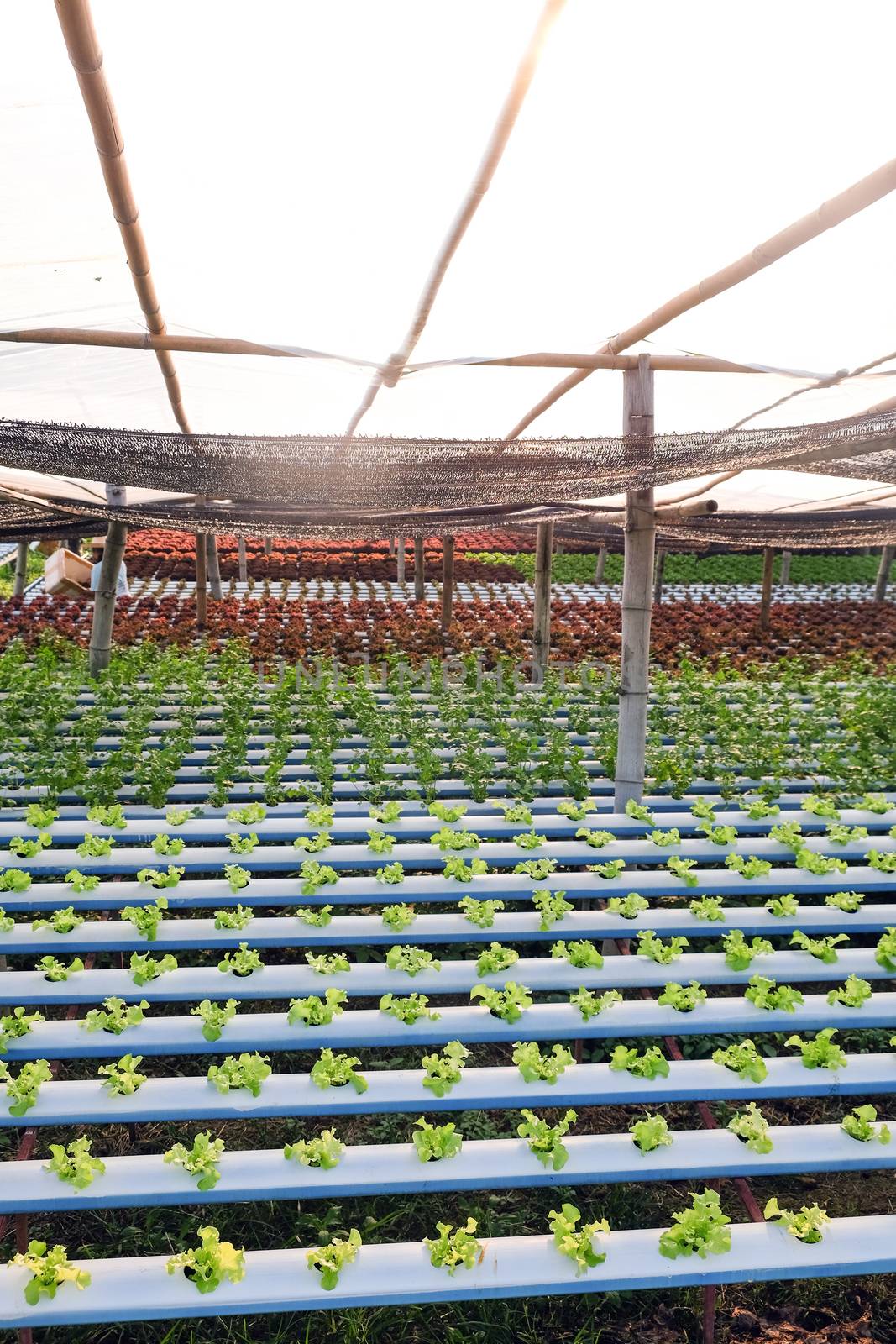 Hydroponics vegetable farm by ponsulak