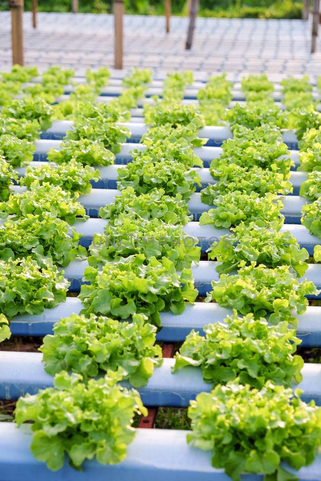 Hydroponics vegetable farm by ponsulak