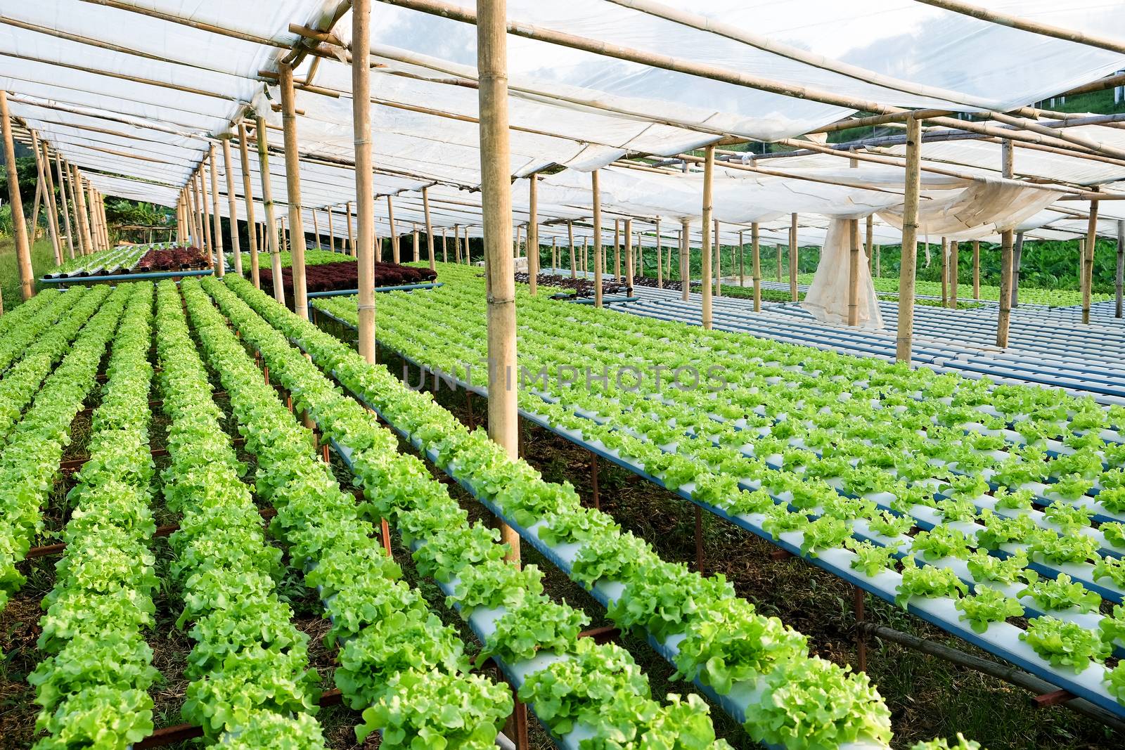 image of Hydroponics vegetable farm