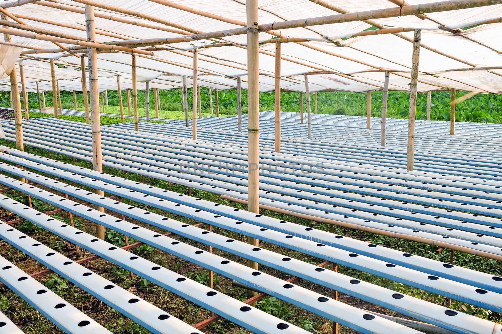 image of Hydroponics vegetable farm