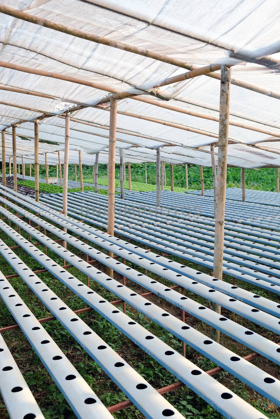 image of Hydroponics vegetable farm by ponsulak