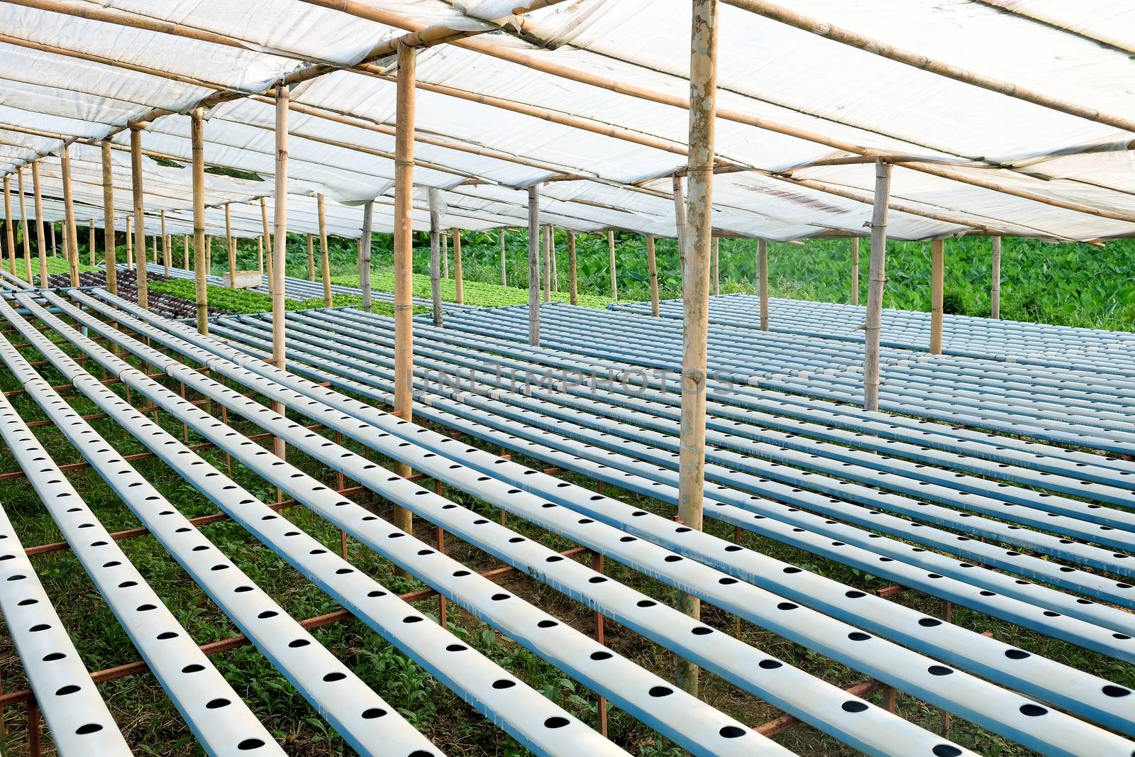 image of Hydroponics vegetable farm