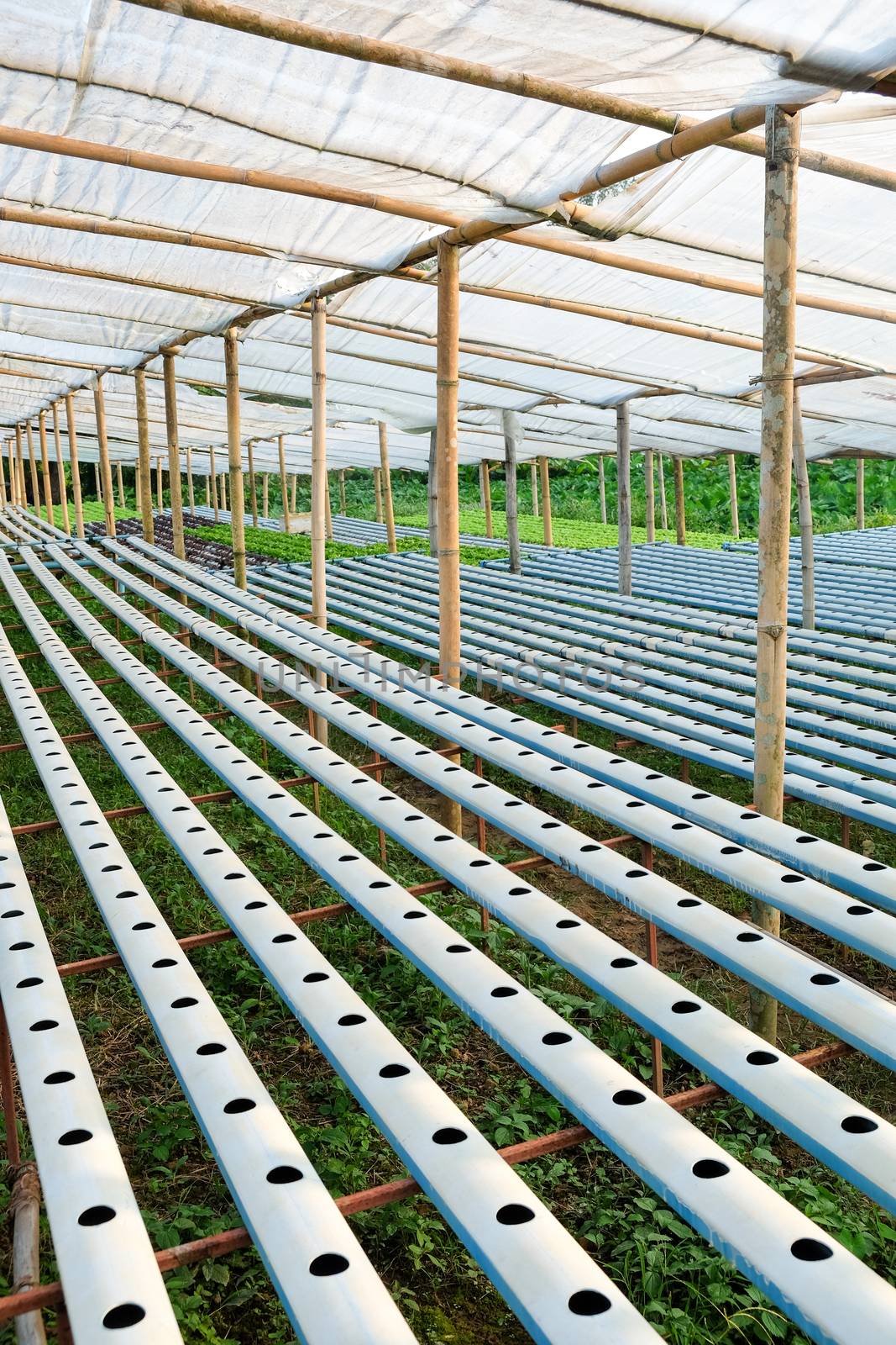 image of Hydroponics vegetable farm by ponsulak