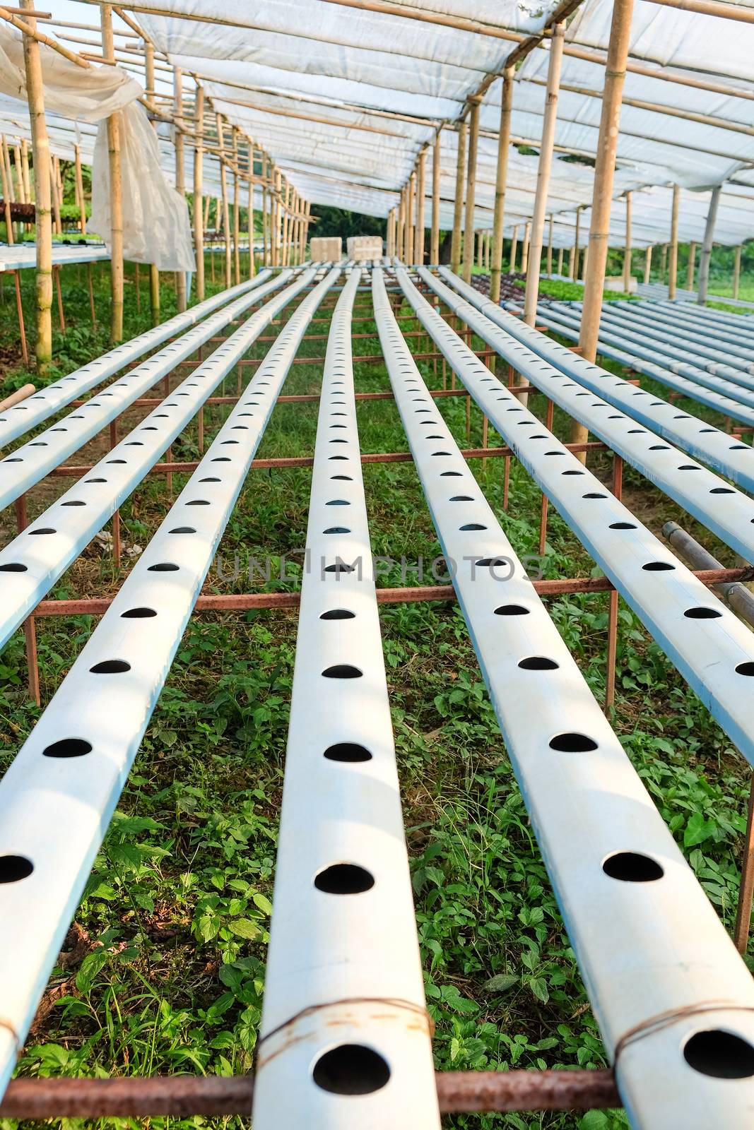 image of Hydroponics vegetable farm by ponsulak