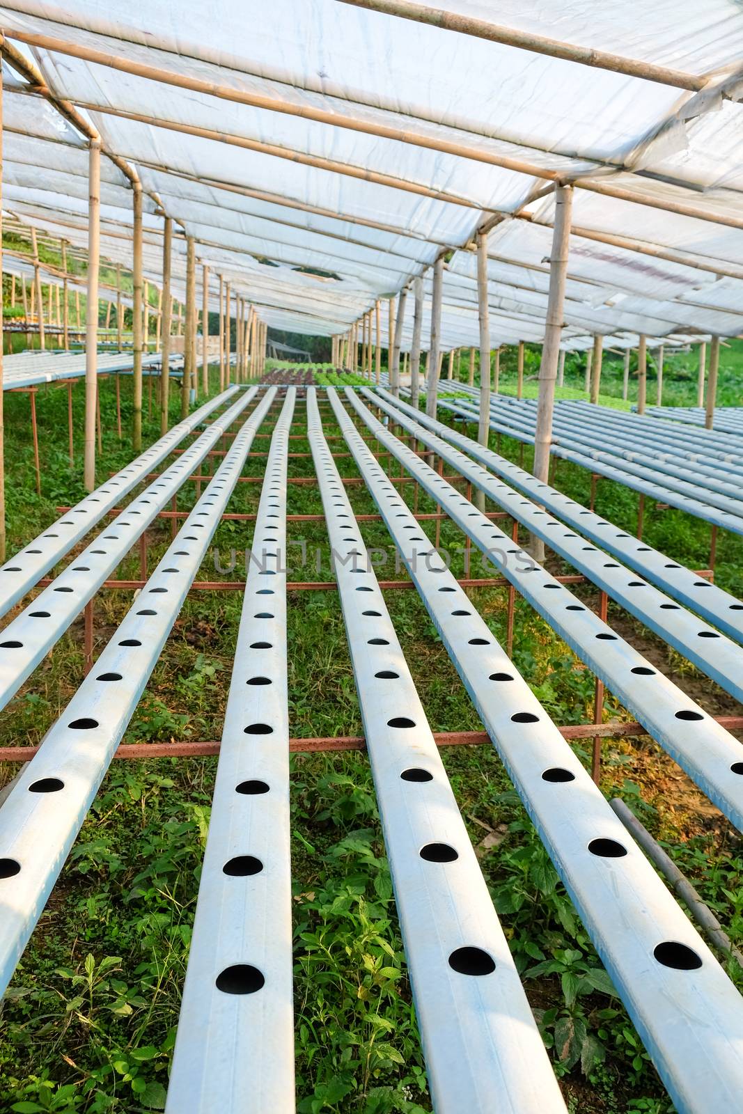 image of Hydroponics vegetable farm by ponsulak