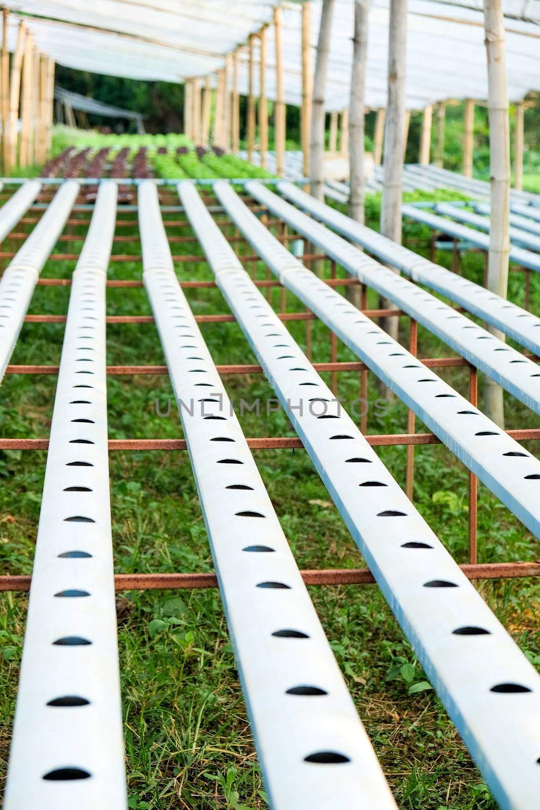 image of Hydroponics vegetable farm