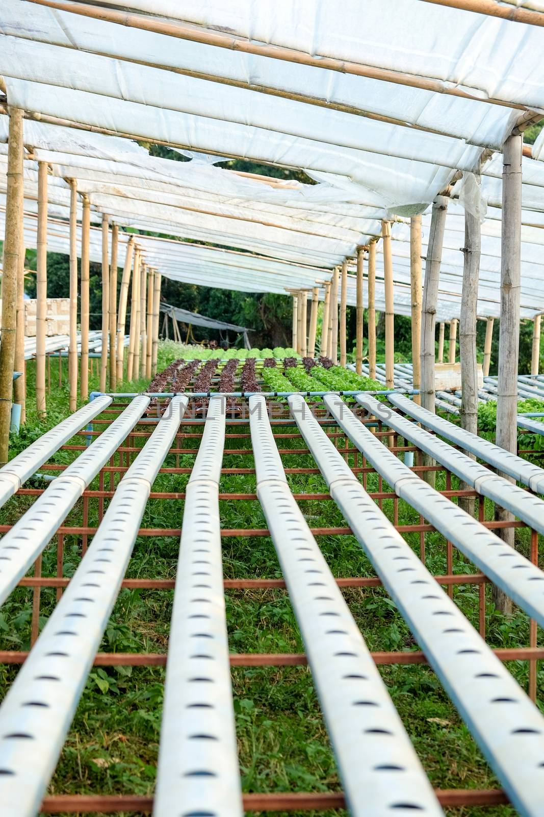 image of Hydroponics vegetable farm by ponsulak