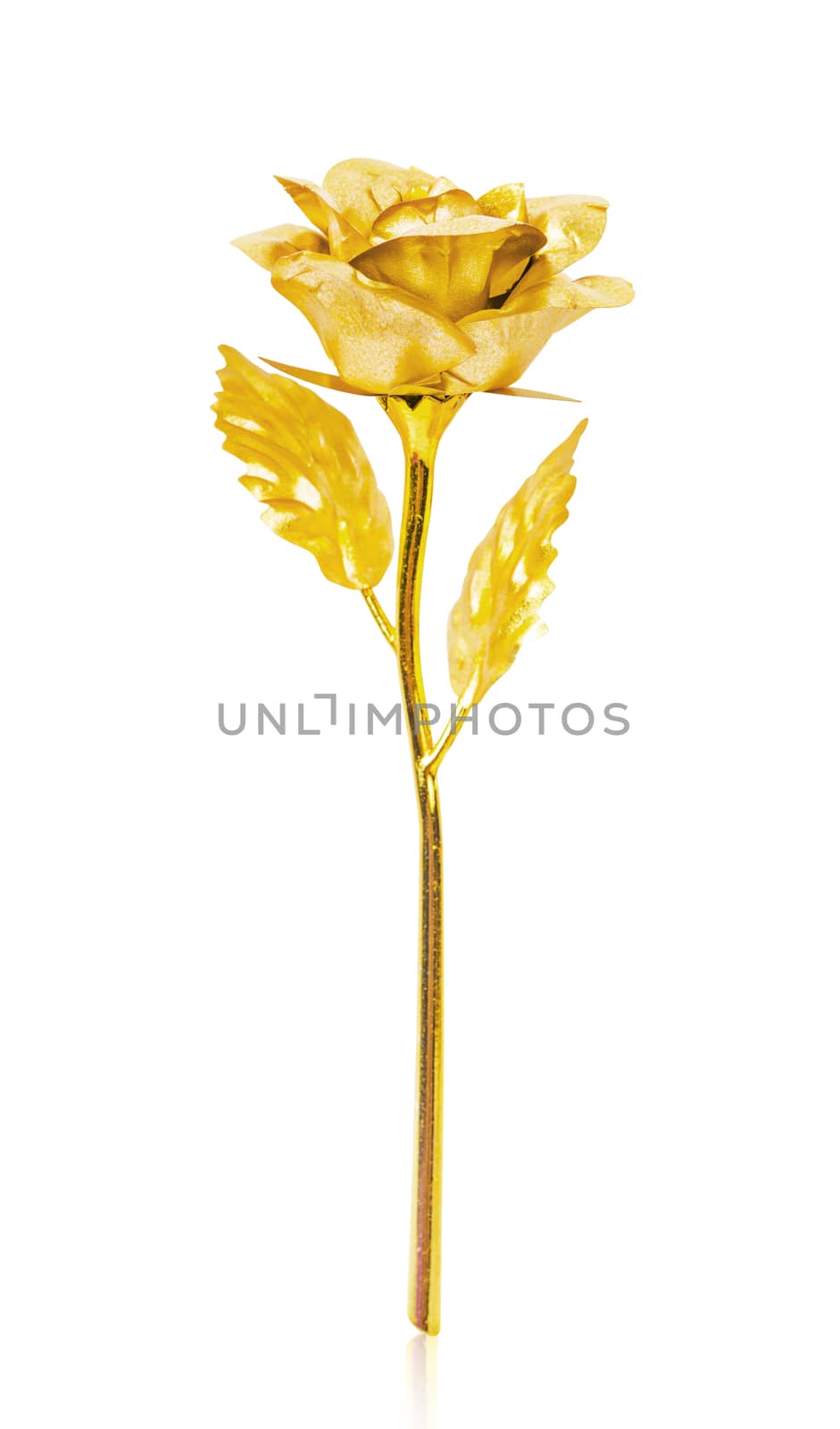 Golden rose isolated on wite background. by Gamjai