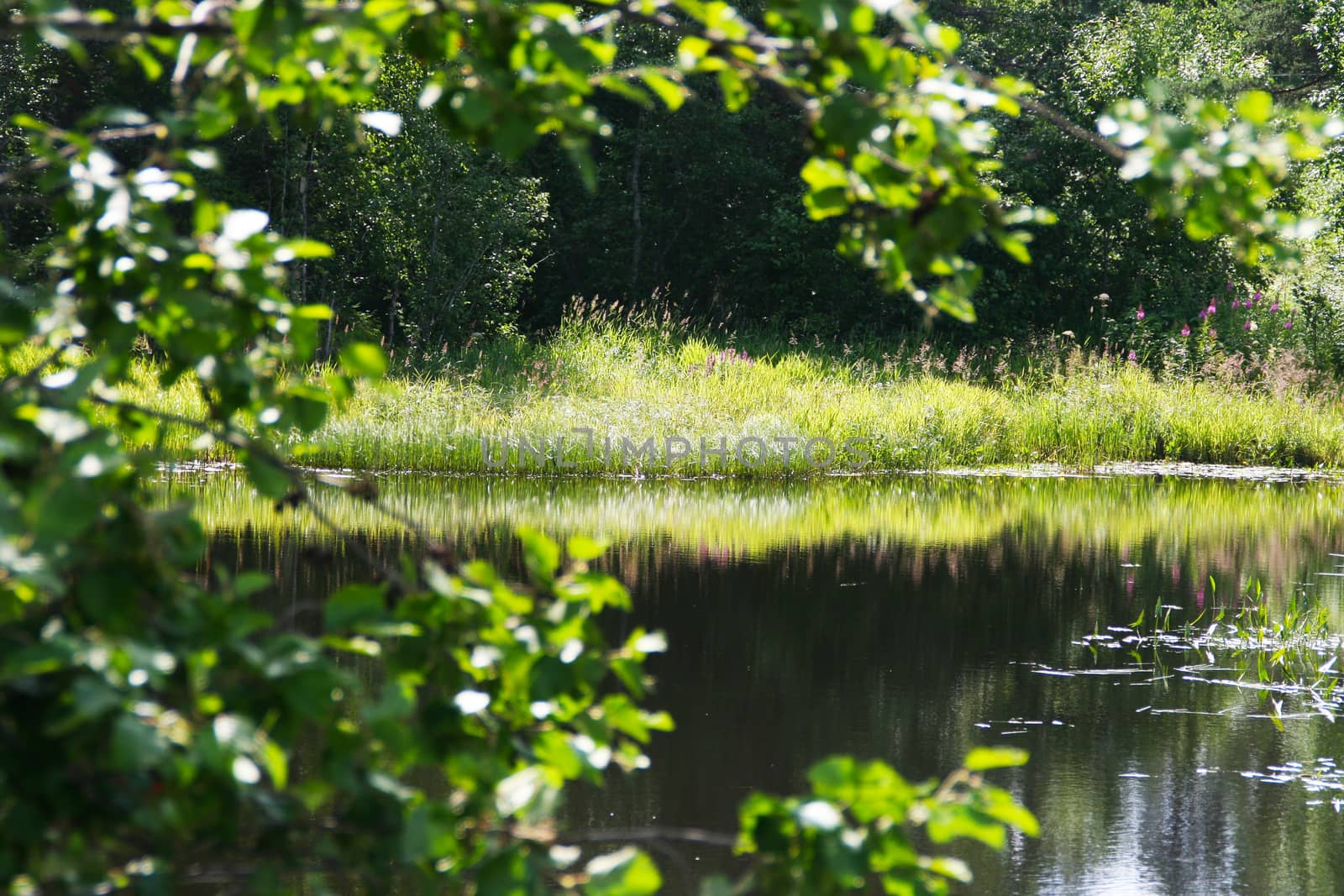 
Trees with flowers are reflected in the waters of the forest lake.