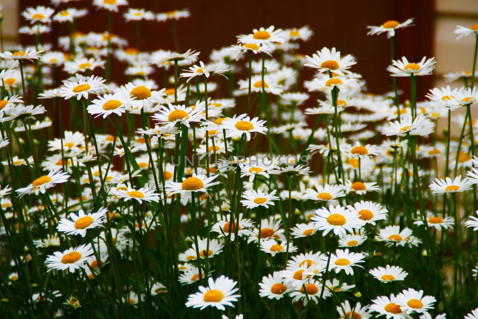 Background of flowering daisies with white petals. by Igor2006