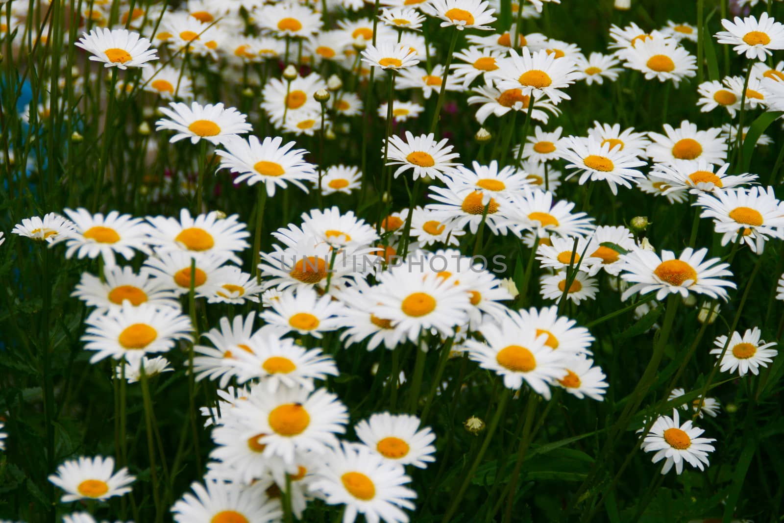 
Background of flowering camomiles close-up with white petals. by Igor2006