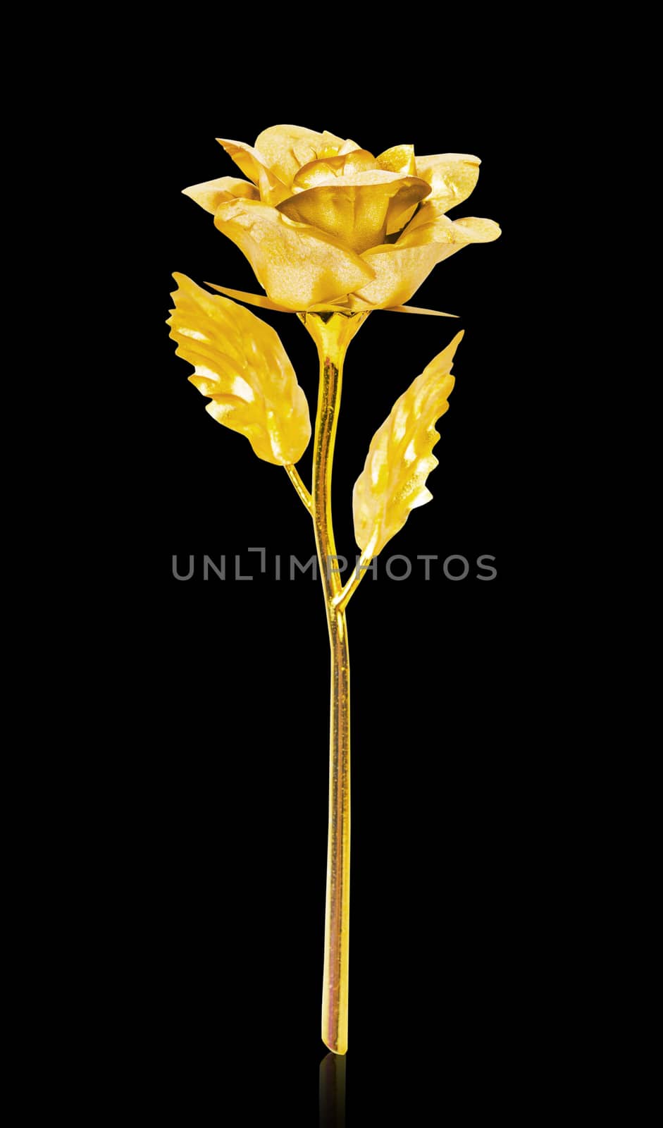 Golden rose isolated on black background, Save clipping path.