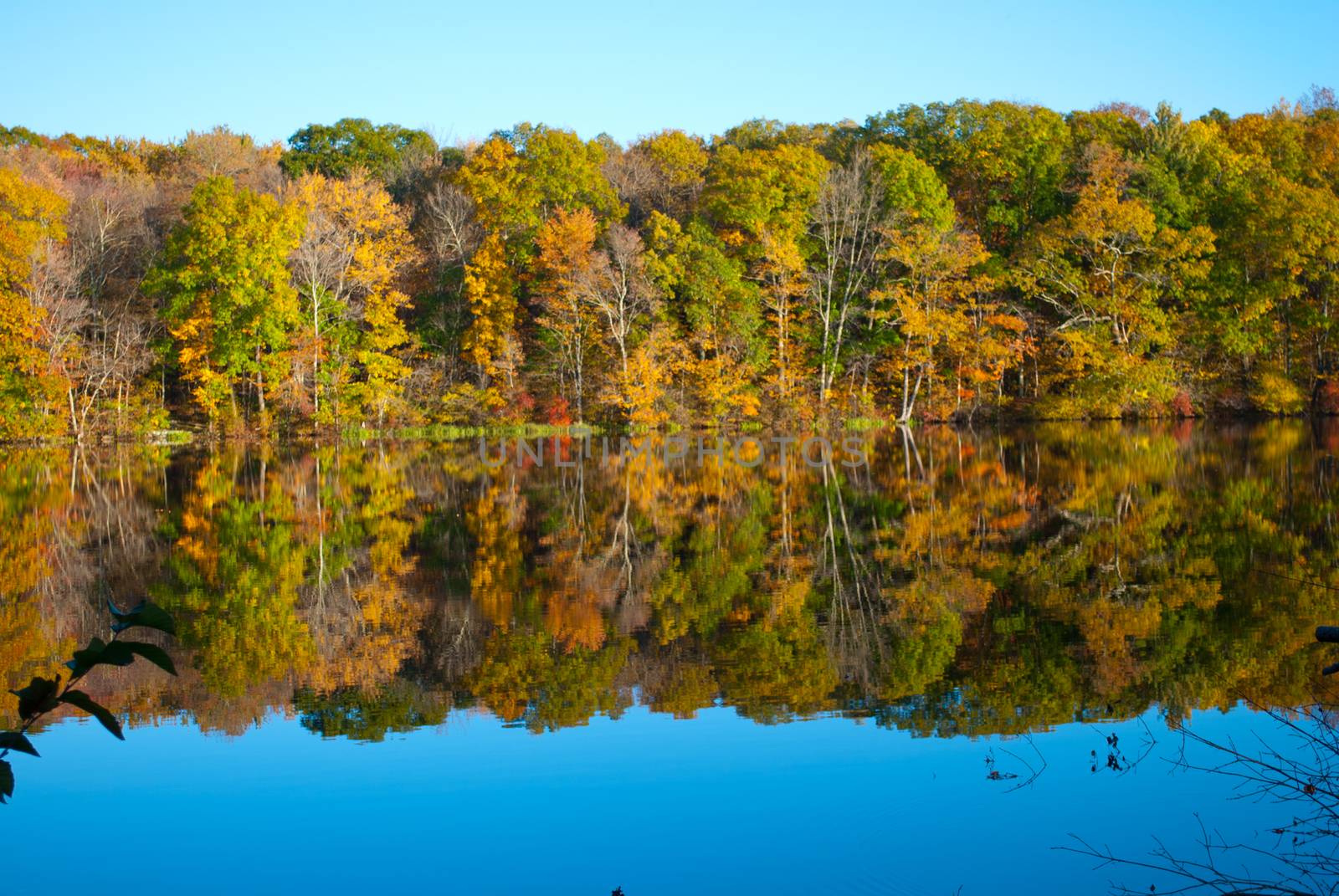 Beautiful Fall Autumn Foliage in New England USA at Risley Park  by illstudio