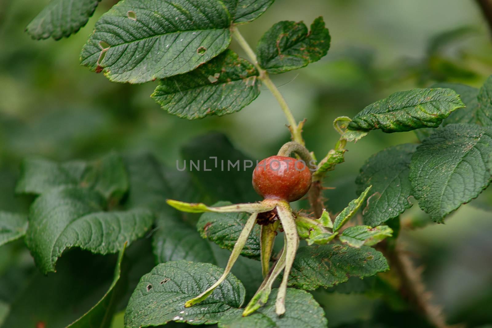 Red rose hips on a background of green leaves. Autumn berries. Useful medicinal plants. Vitamin C