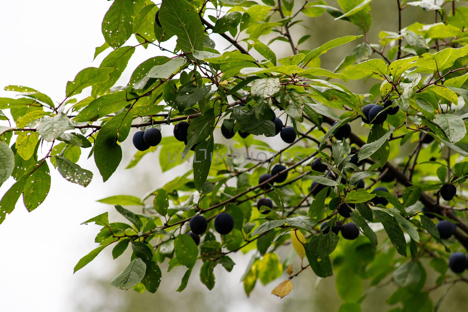 Blackthorn. Blue berries of wild thorns in autumn. Prunus Spinoza. by bonilook