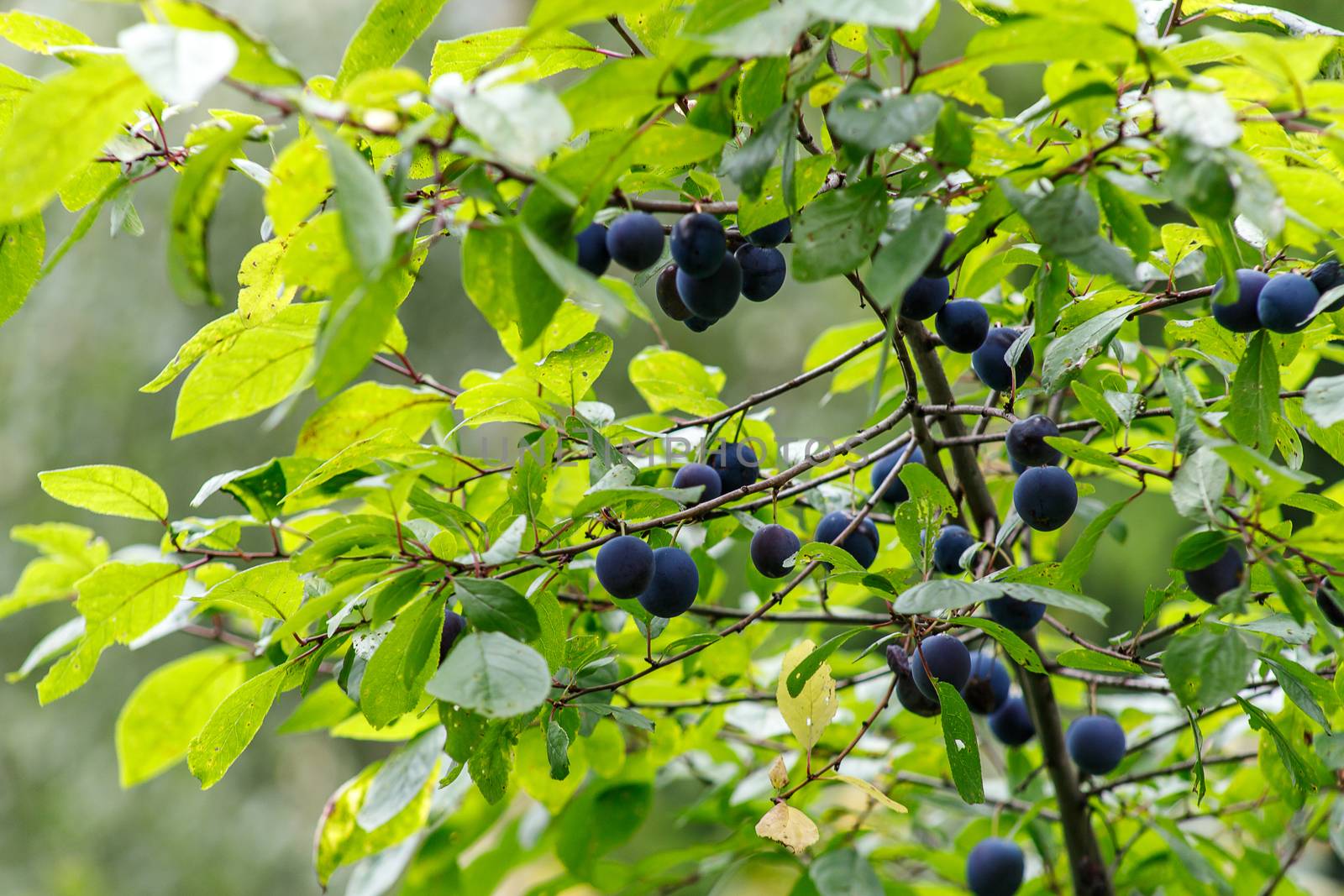 Blackthorn. Blue berries of wild thorns in autumn. Prunus Spinoza. by bonilook