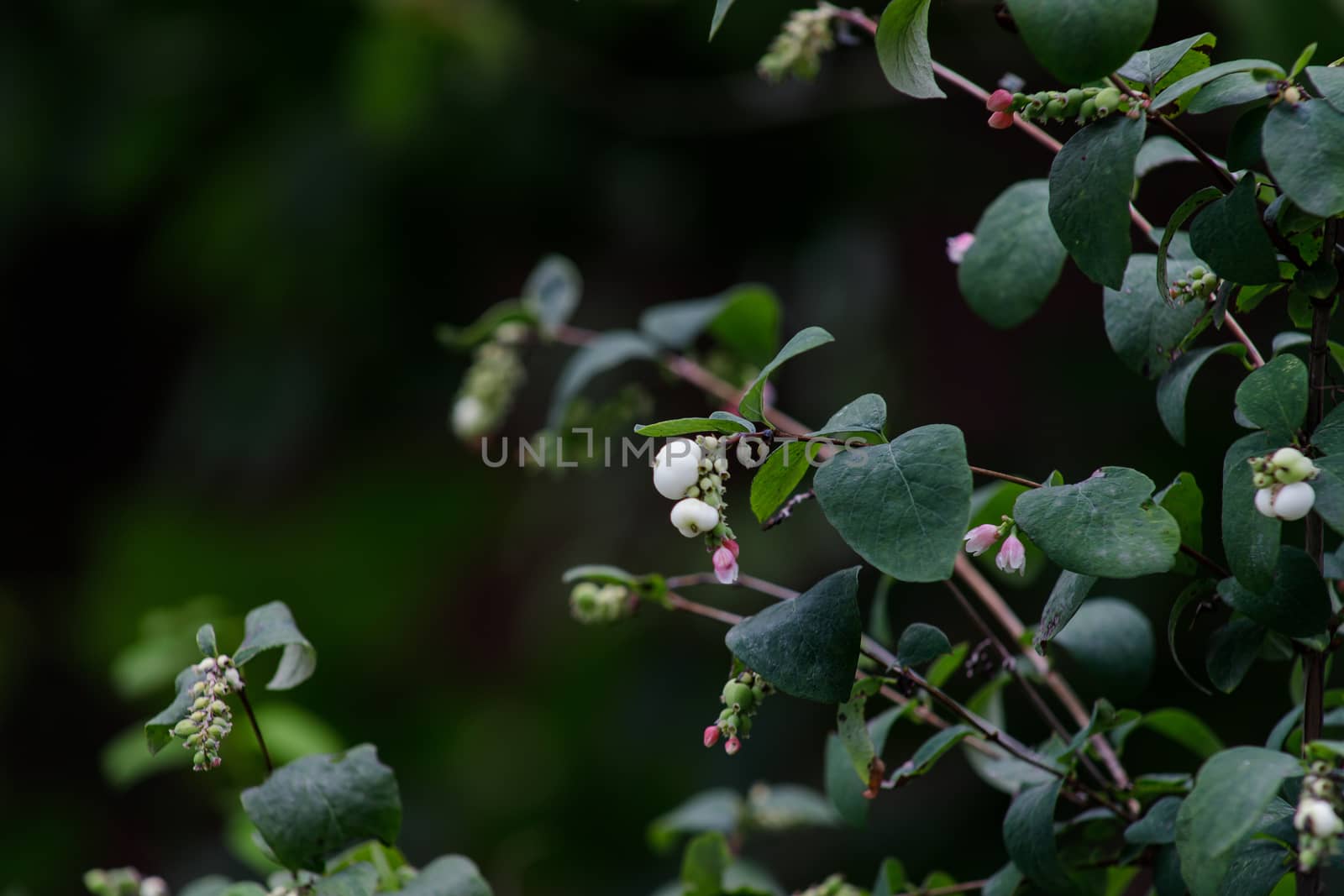 Closeup of white fruits of snowberry Symphoricarpos in autumn